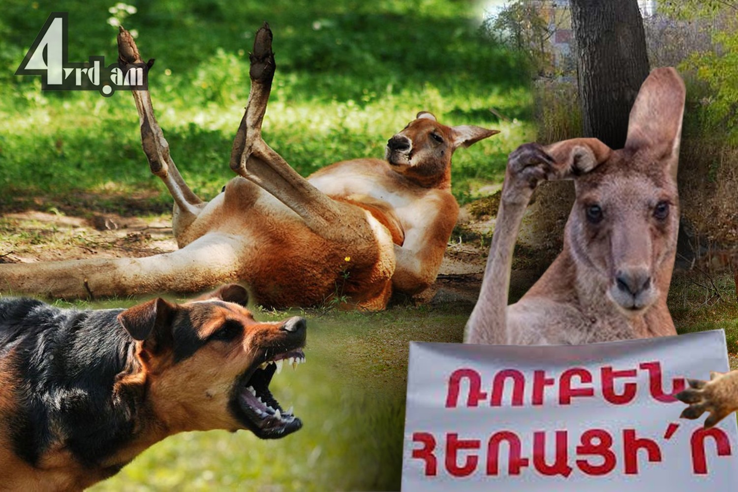 Շները քաղաքական պատվեր են կատարել