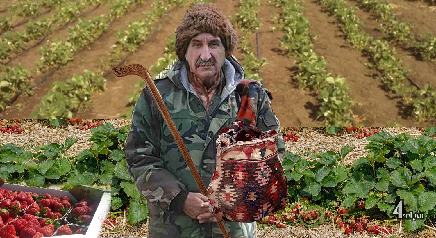 Ելակ ցանեք, ելակ